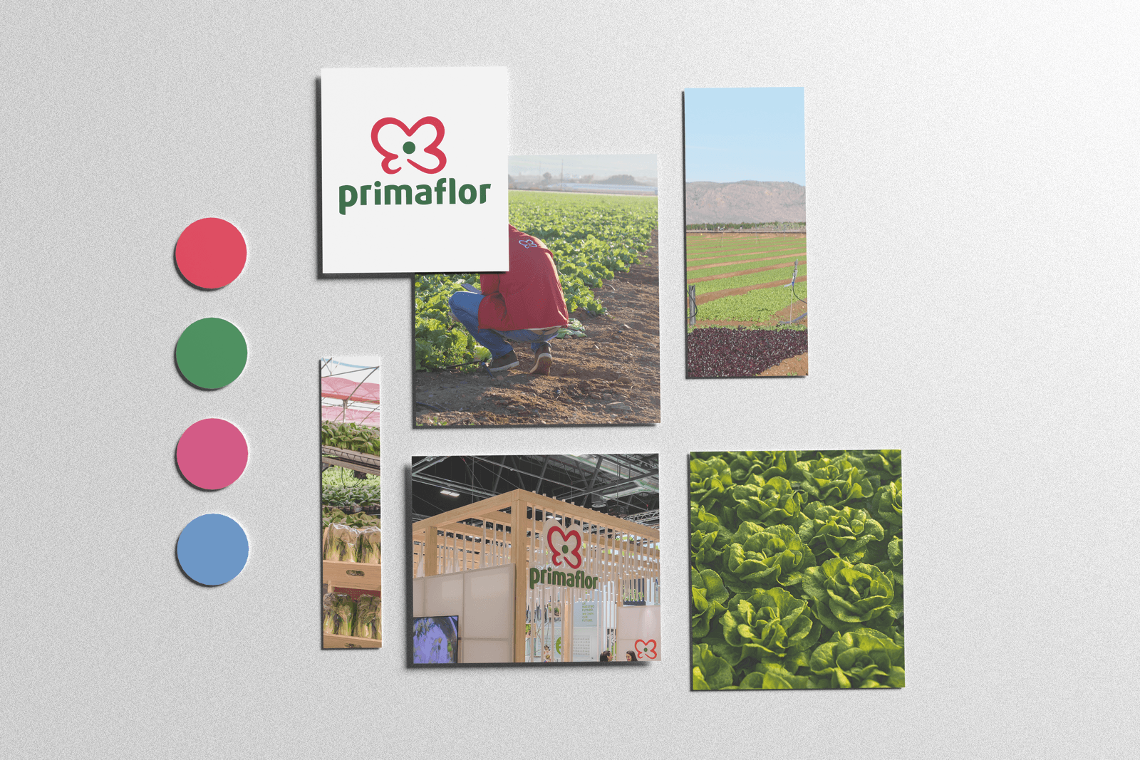 Mimaflor y Primaflor – Gestión Digital y Video, contenido del proyecto